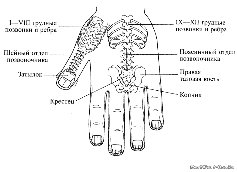 Пальцы отвечающие за органы человека схема